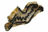 Mammoth Molar Slice With Case - South Carolina #106424-2
